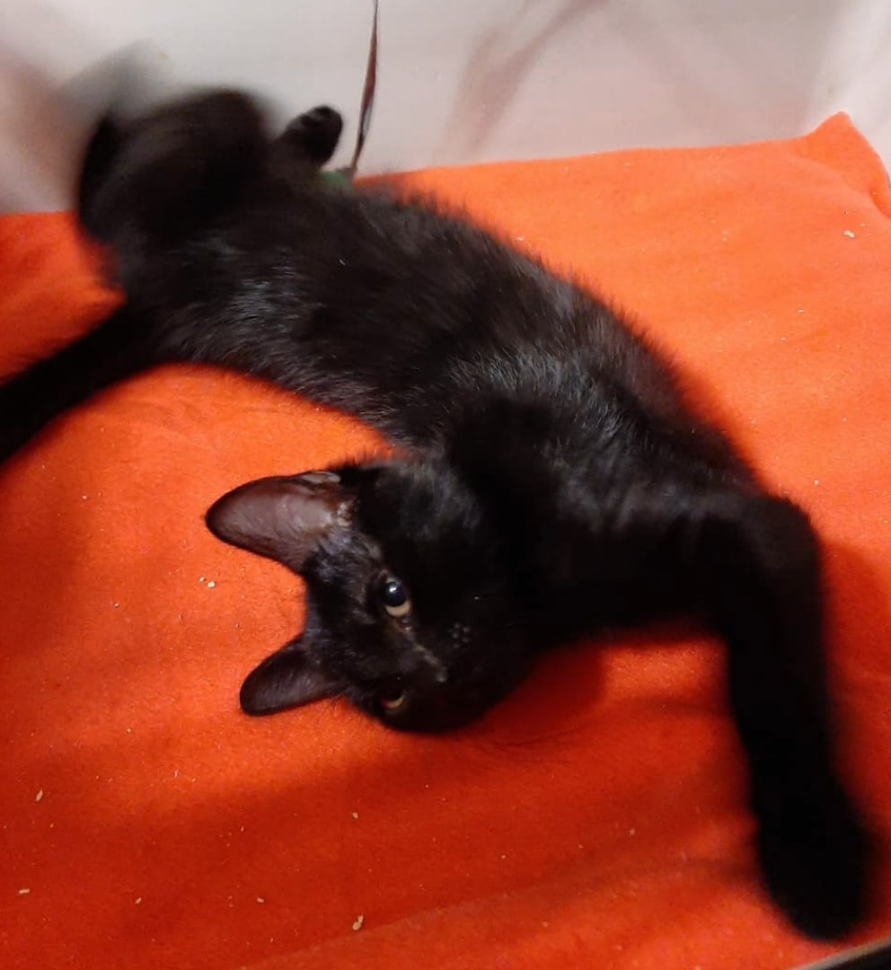 Мортон - Имена для мальчиков - Клички для котов и кошек