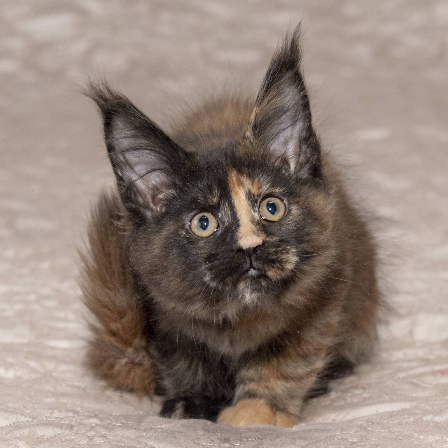 Лавиния - Имена для девочек - Клички для котов и кошек