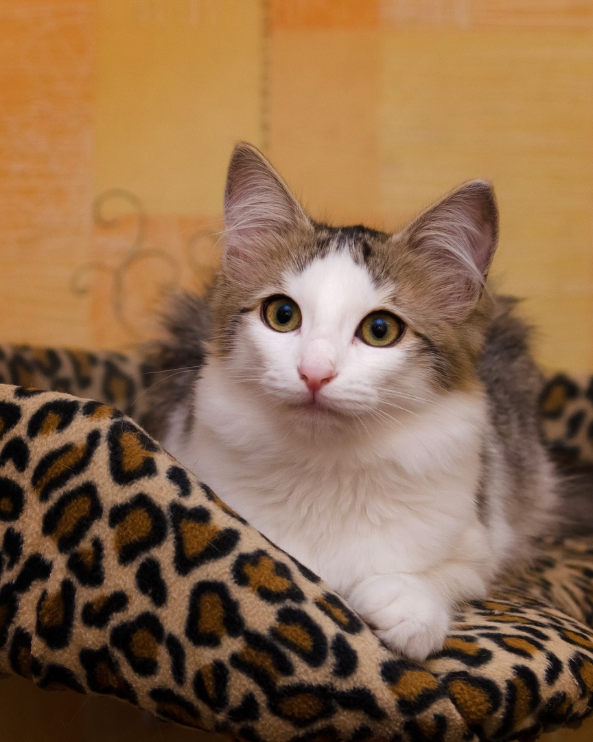 Дарина - Имена для девочек - Клички для котов и кошек