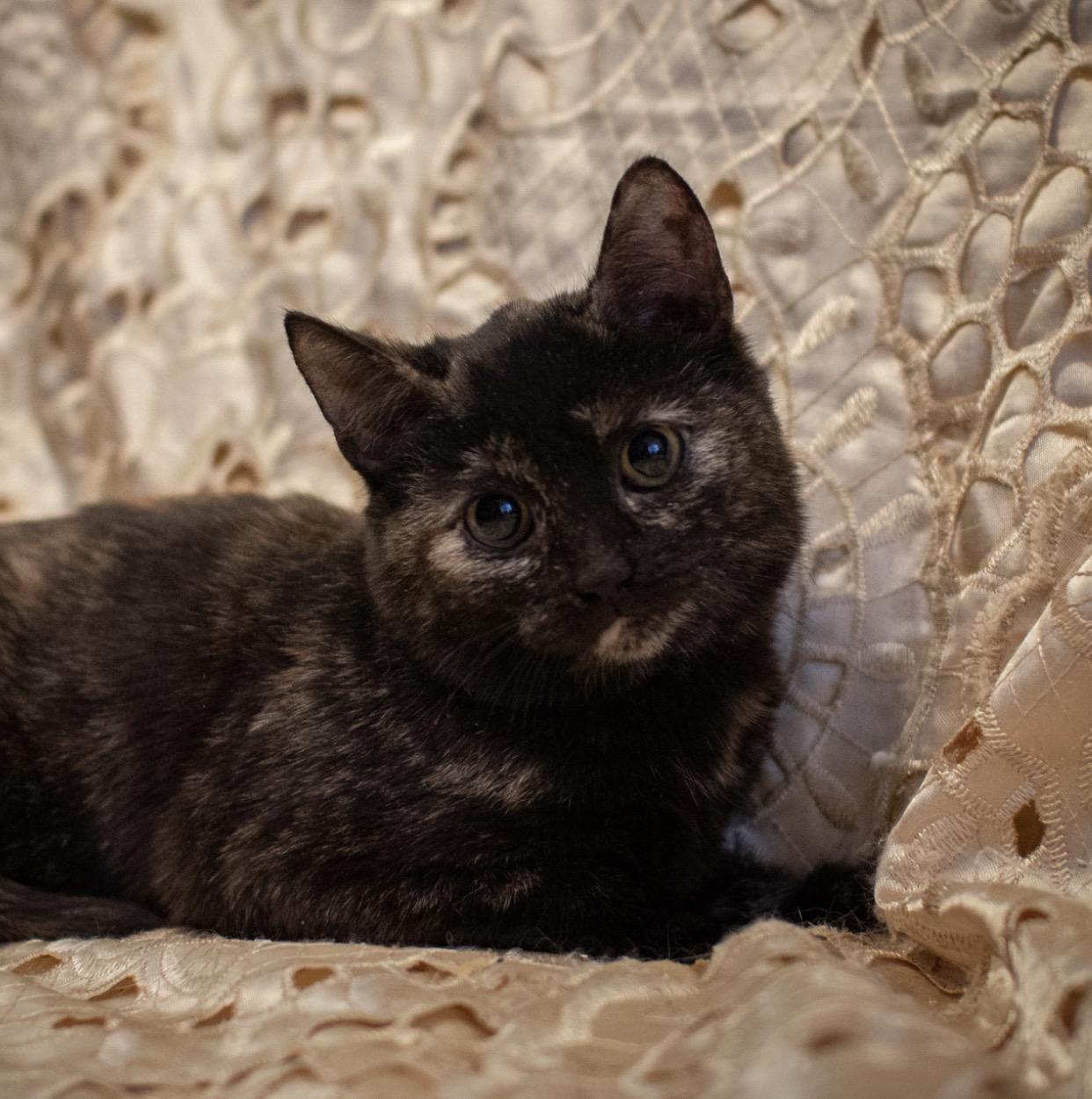 Черутти - Имена для девочек - Клички для котов и кошек