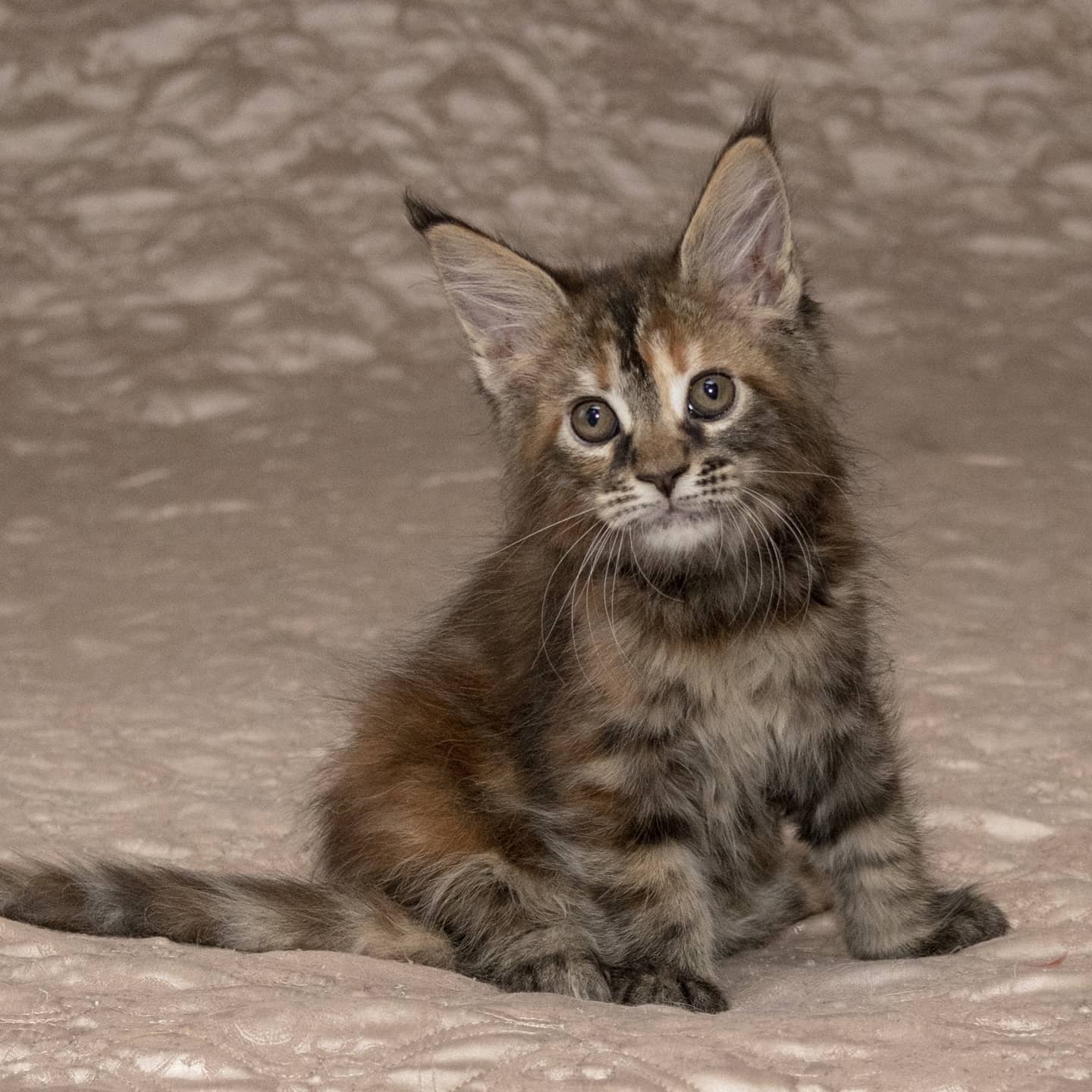 Лаувея - Имена для девочек - Клички для котов и кошек