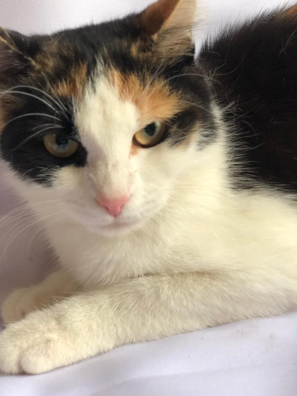 Лада - Имена для девочек - Клички для котов и кошек