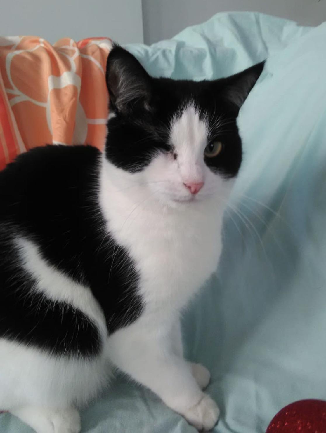 Мыша - Имена для девочек - Клички для котов и кошек