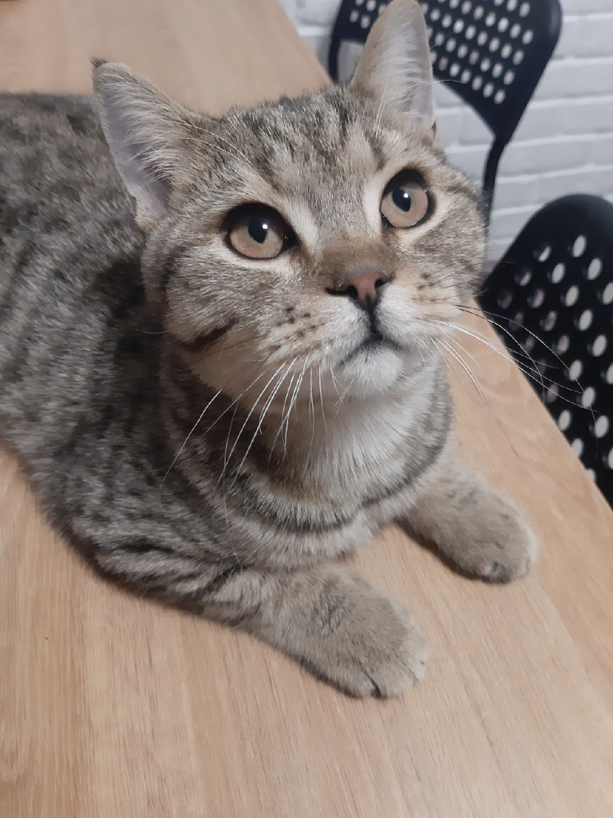 Володя - Имена для мальчиков - Клички для котов и кошек