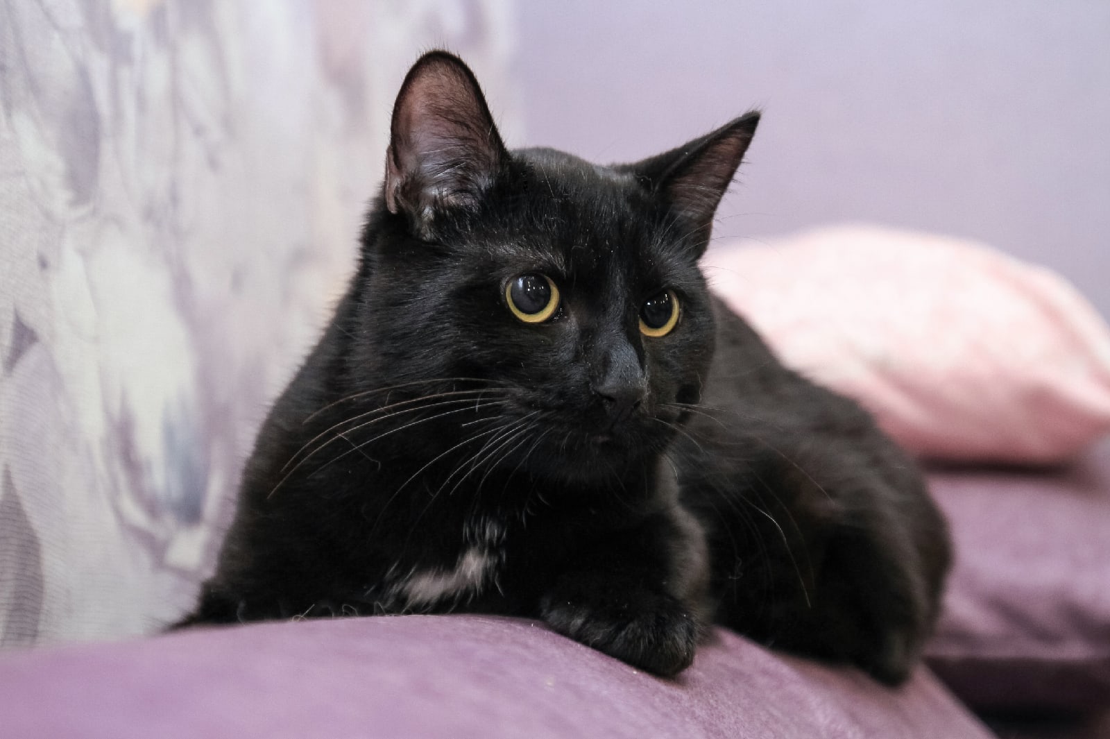 Ореон - Имена для мальчиков - Клички для котов и кошек