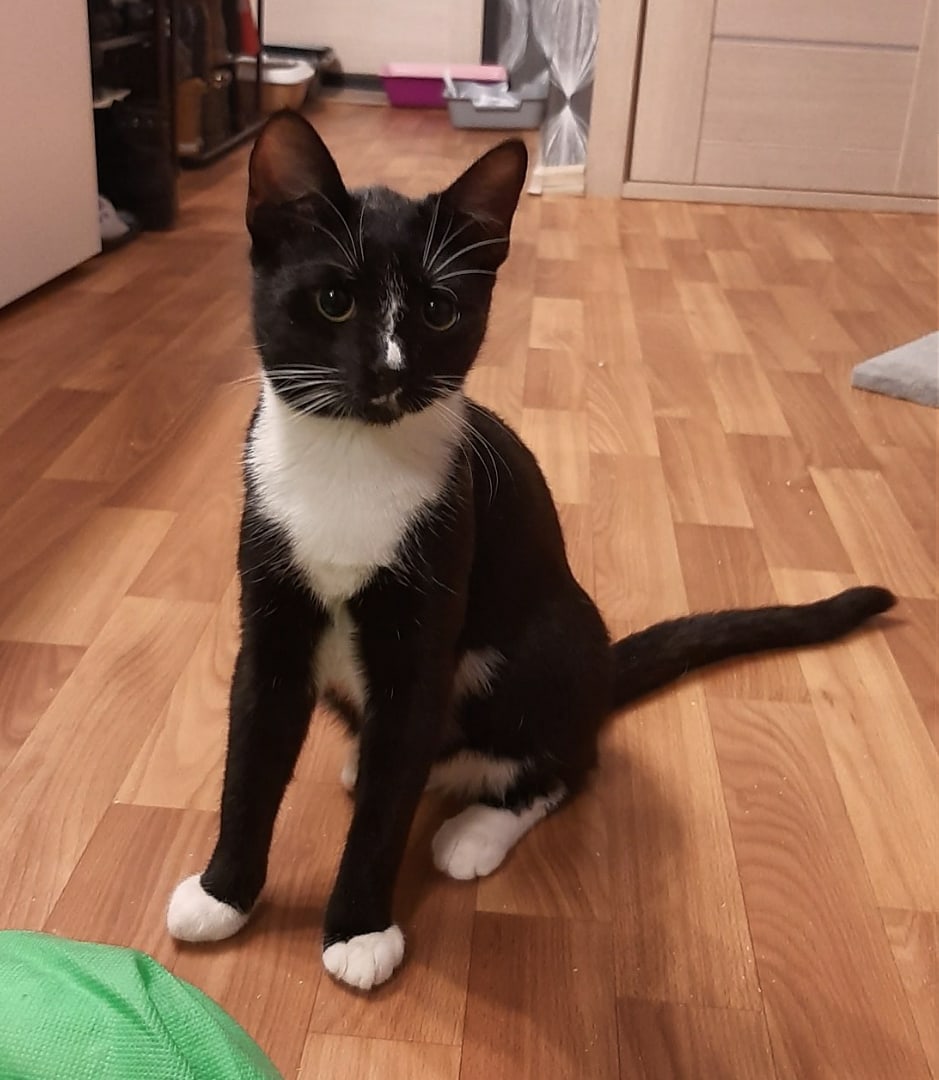 Арсений - Имена для мальчиков - Клички для котов и кошек