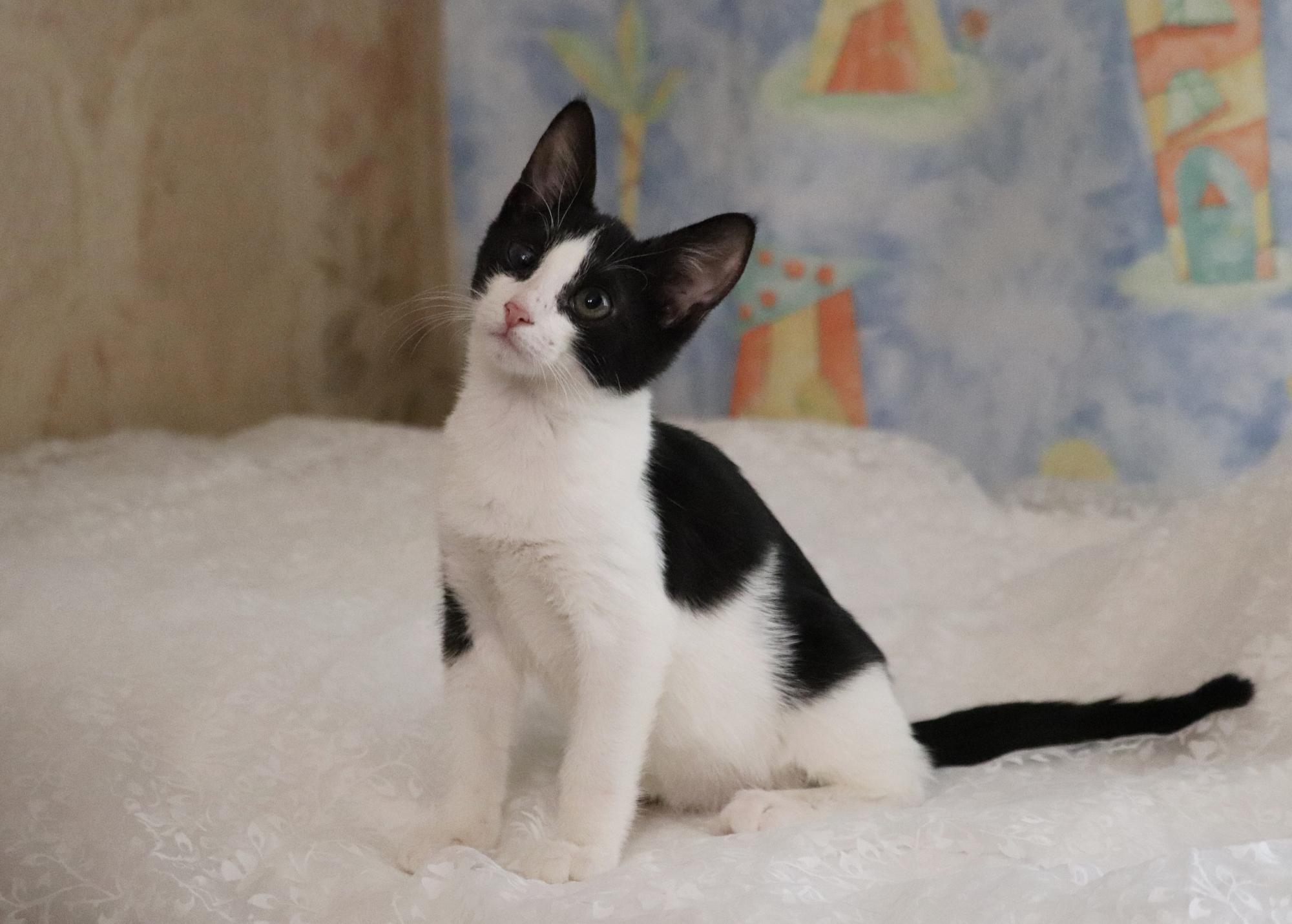 Дарли - Имена для мальчиков - Клички для котов и кошек