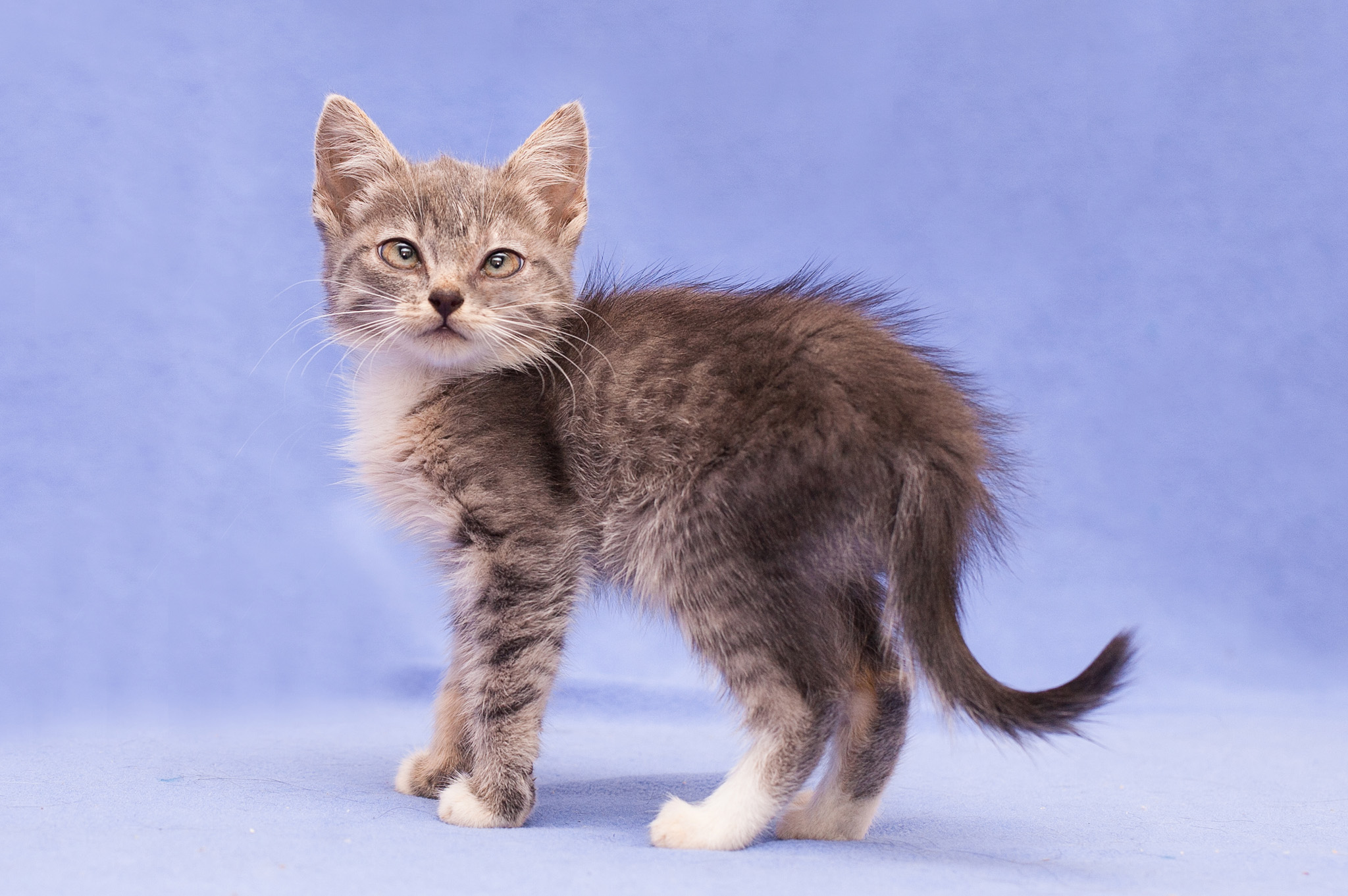 Эфа - Имена для девочек - Клички для котов и кошек