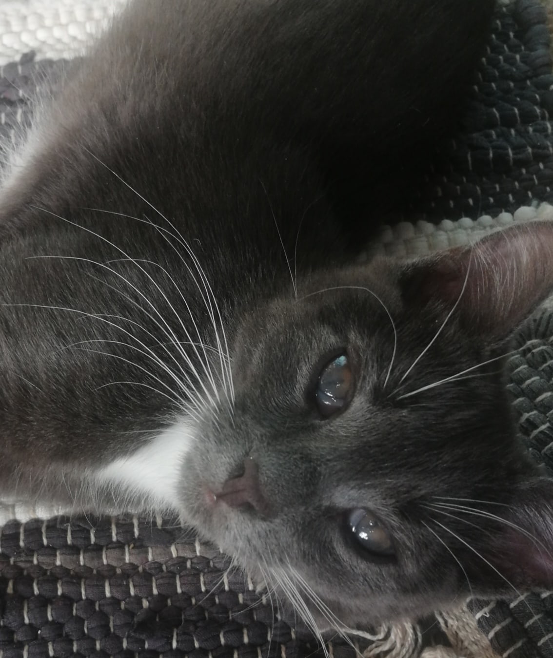 Виски - Имена для мальчиков - Клички для котов и кошек