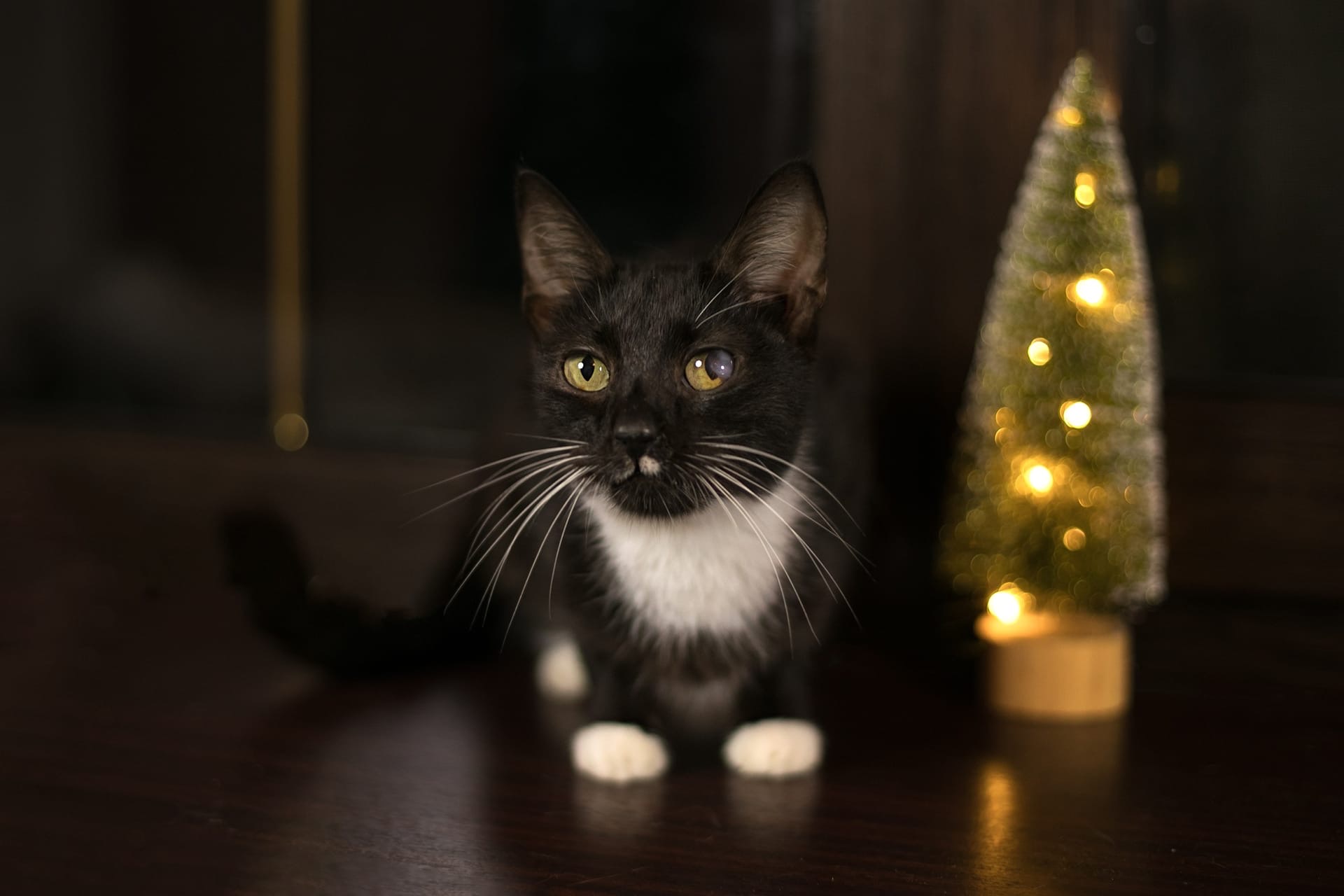 Сюзанна - Имена для девочек - Клички для котов и кошек