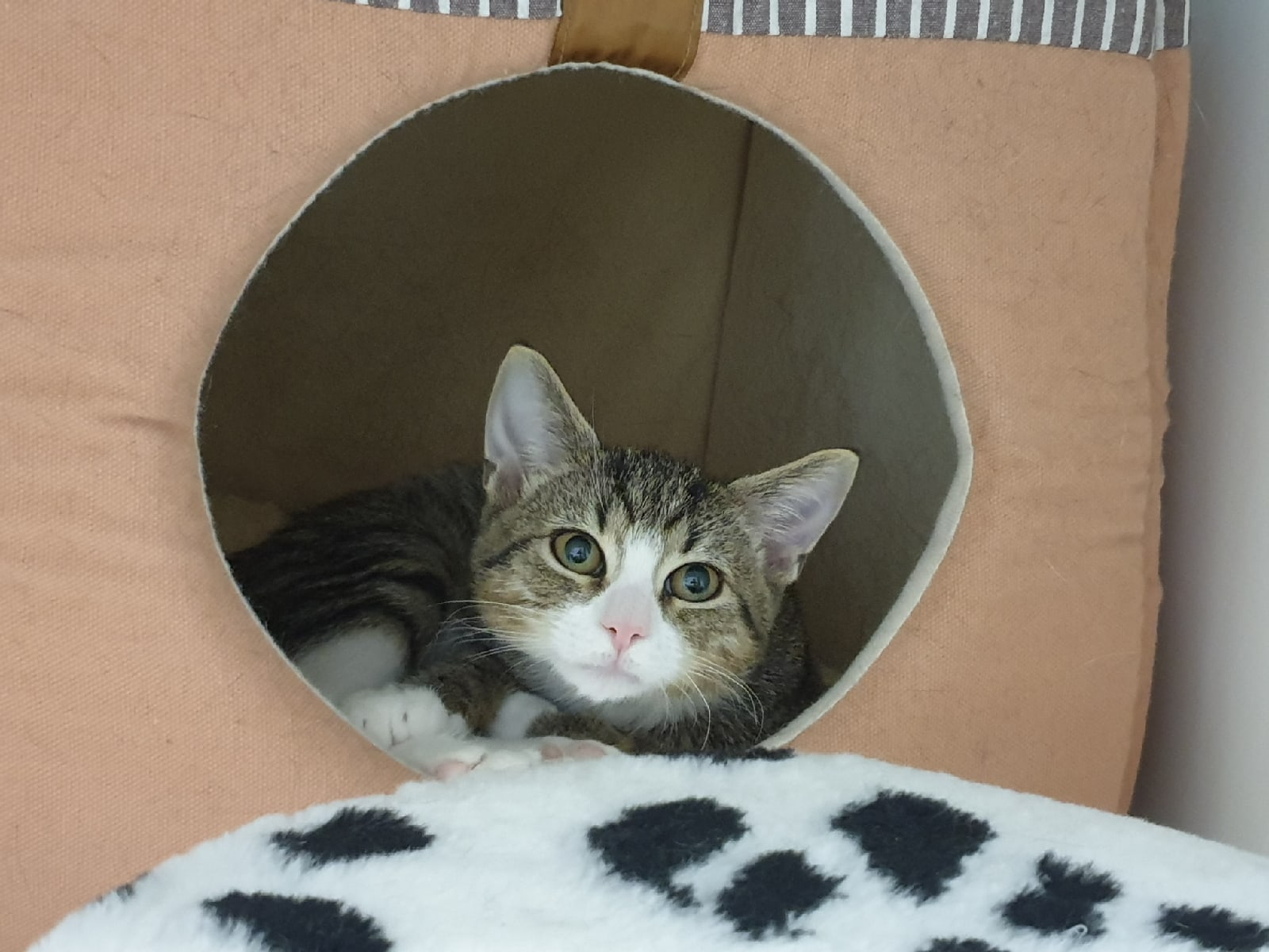 Тедди - Имена для мальчиков - Клички для котов и кошек