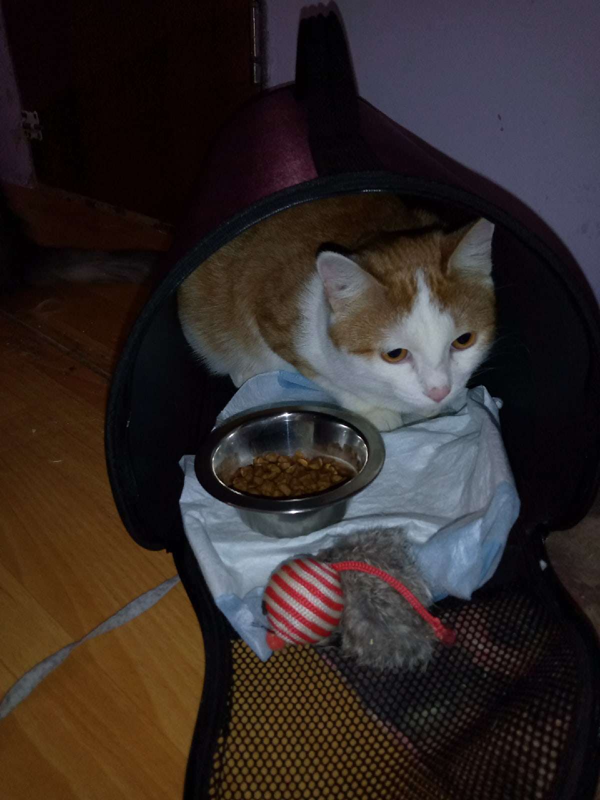 Лимоша - Имена для мальчиков - Клички для котов и кошек