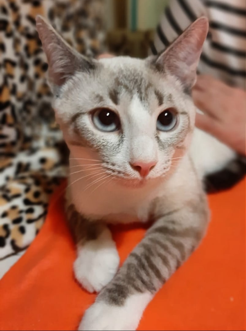 Любомир - Имена для мальчиков - Клички для котов и кошек