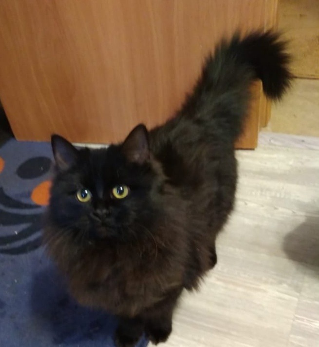 Баги - Имена для девочек - Клички для котов и кошек