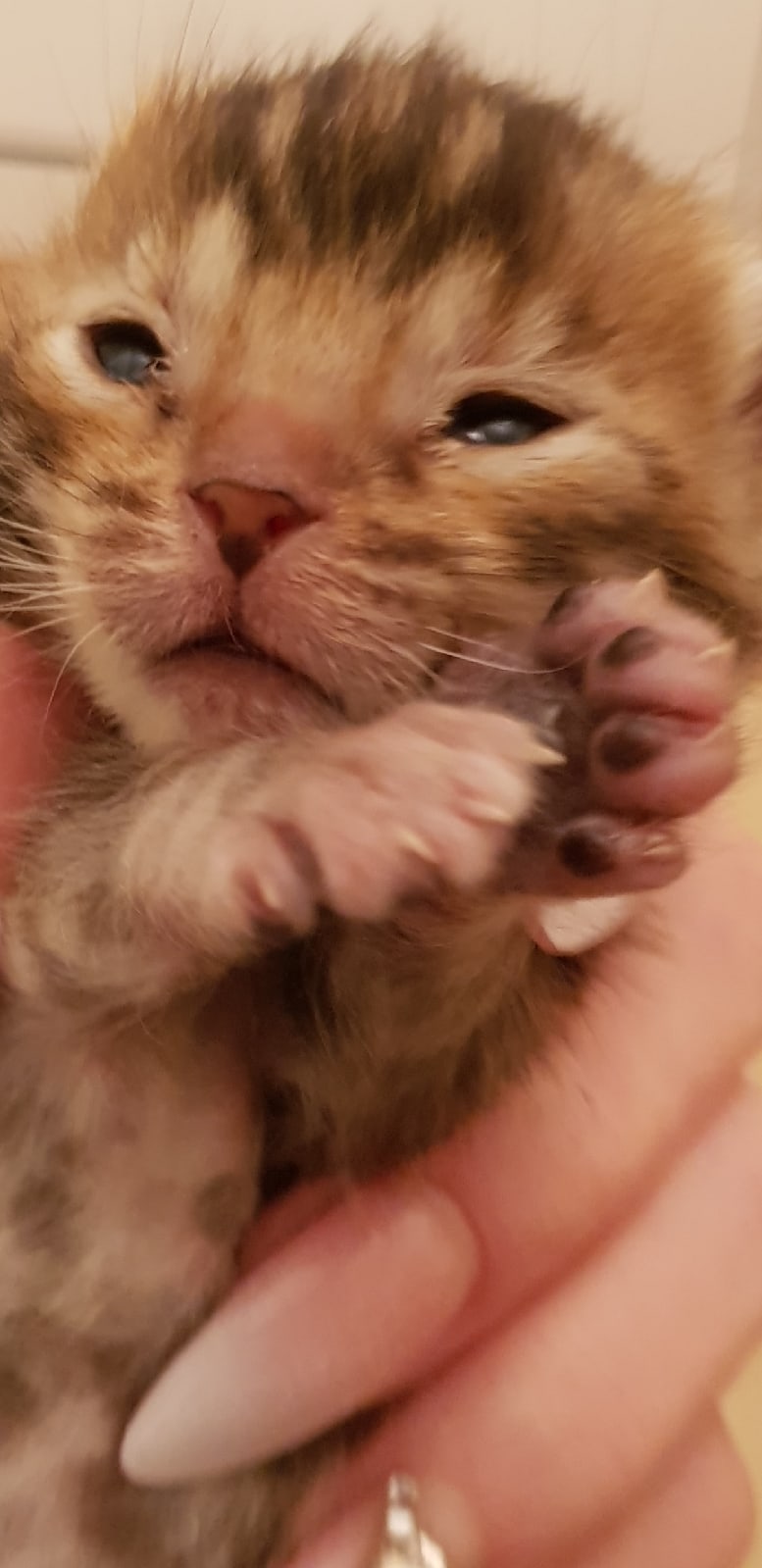 Файза - Имена для девочек - Клички для котов и кошек