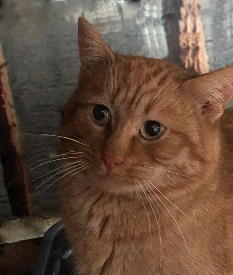 Шнур - Имена для мальчиков - Клички для котов и кошек