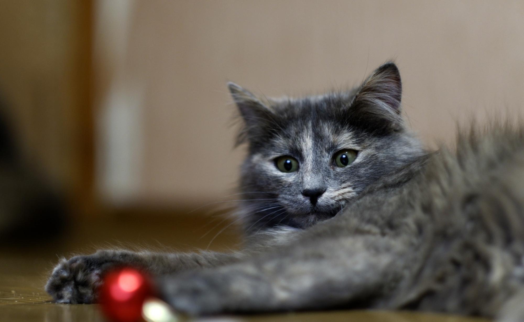 Куся - Имена для девочек - Клички для котов и кошек