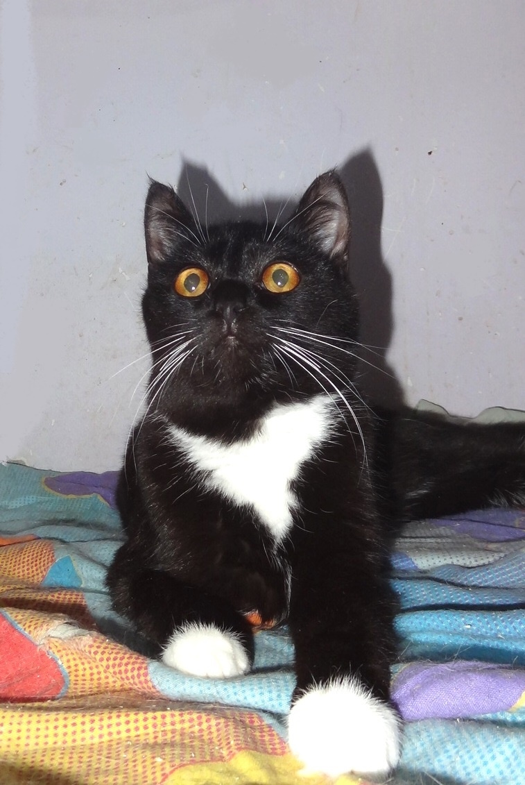 Гаврюша - Имена для мальчиков - Клички для котов и кошек