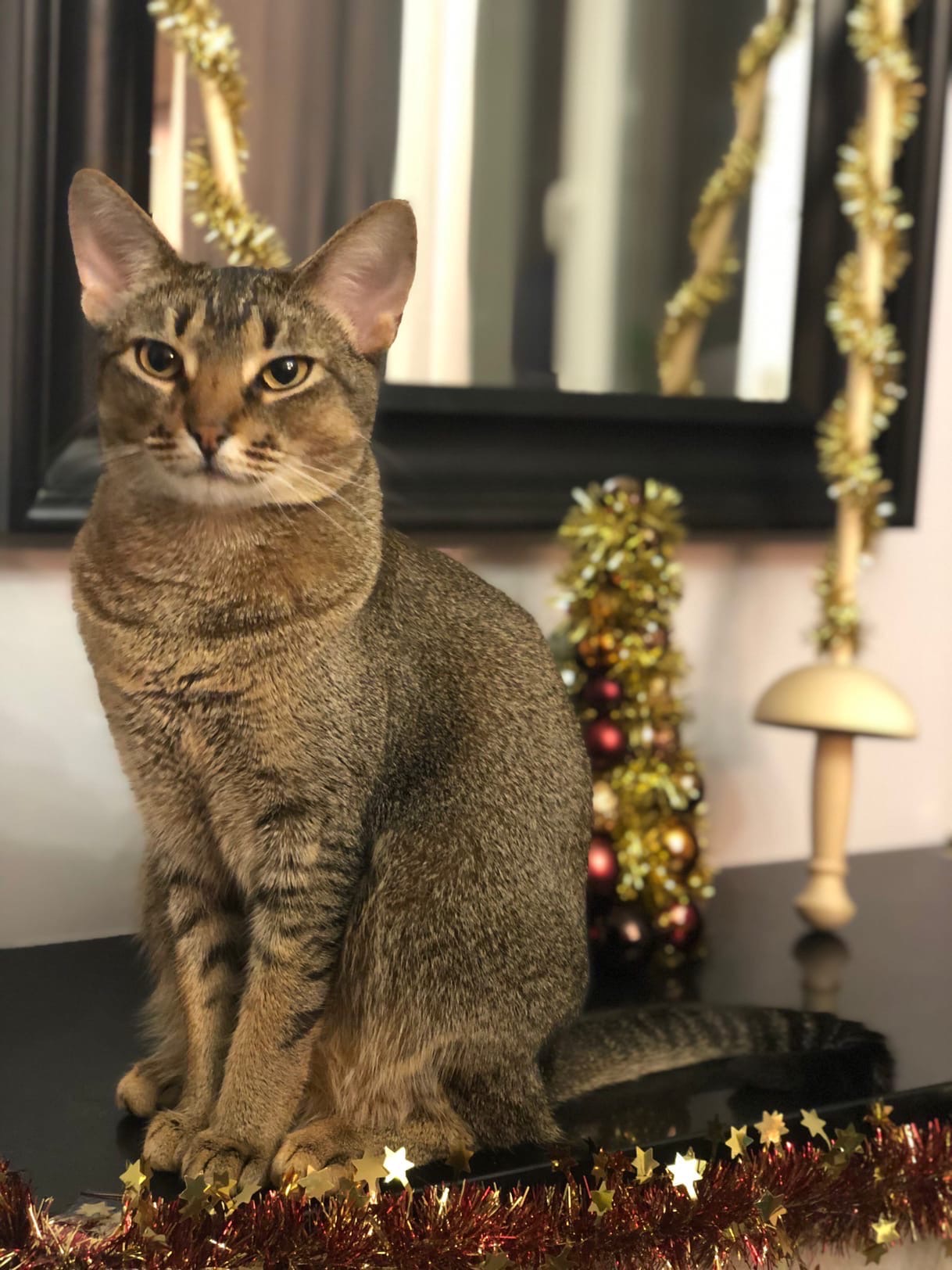 Никс - Имена для мальчиков - Клички для котов и кошек