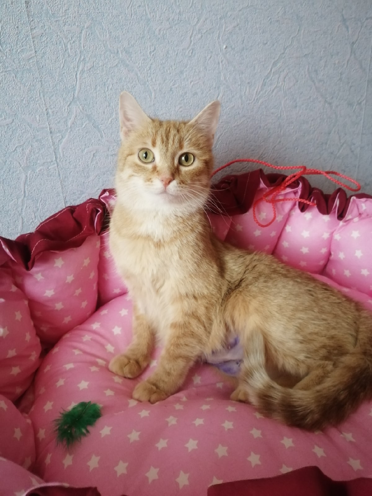 Лучана - Имена для девочек - Клички для котов и кошек