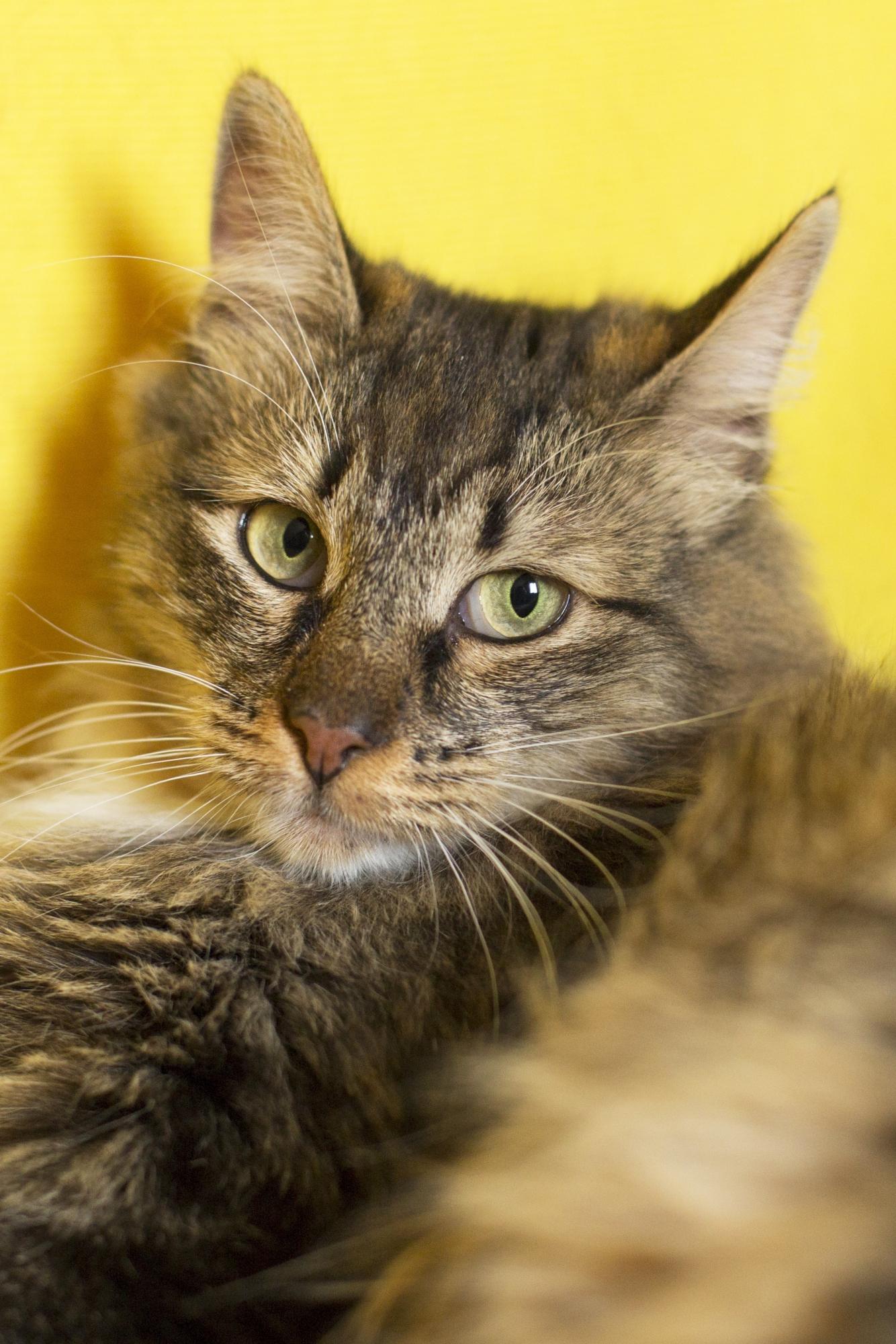 Тигруша - Имена для девочек - Клички для котов и кошек