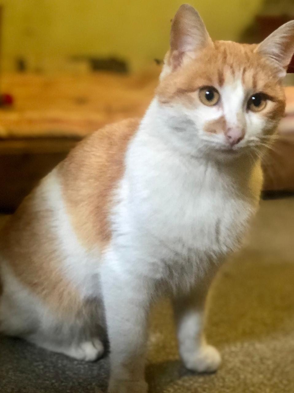 Чак - Имена для мальчиков - Клички для котов и кошек