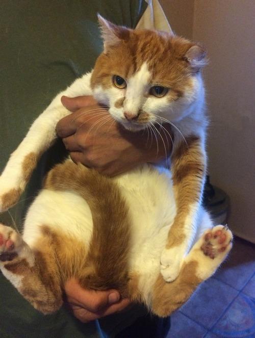 Шеф - Имена для мальчиков - Клички для котов и кошек