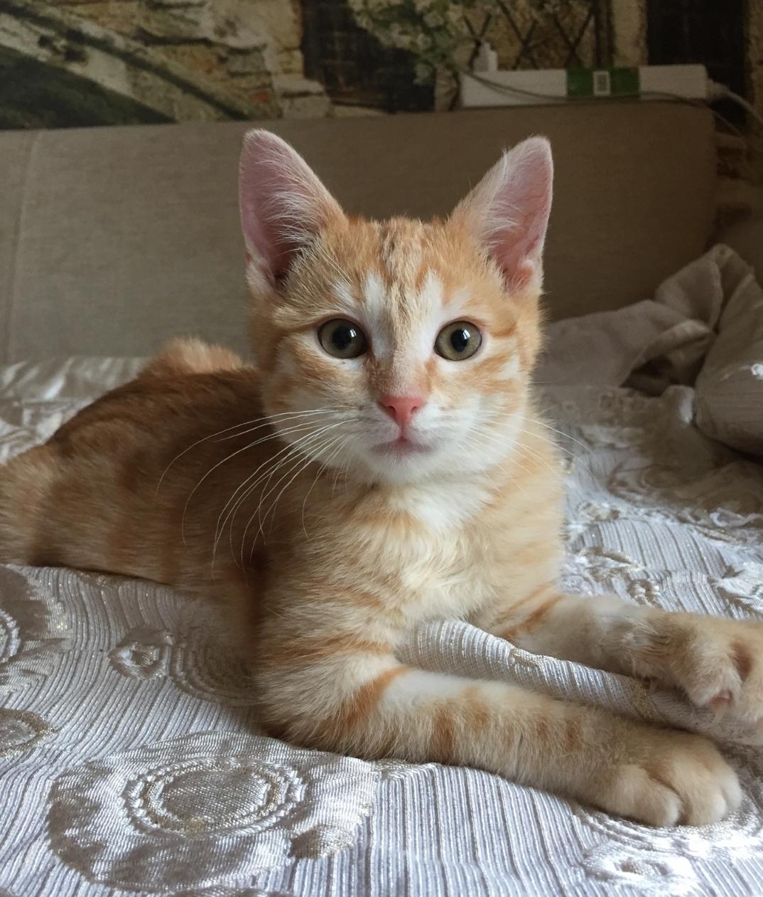 Гав - Имена для мальчиков - Клички для котов и кошек