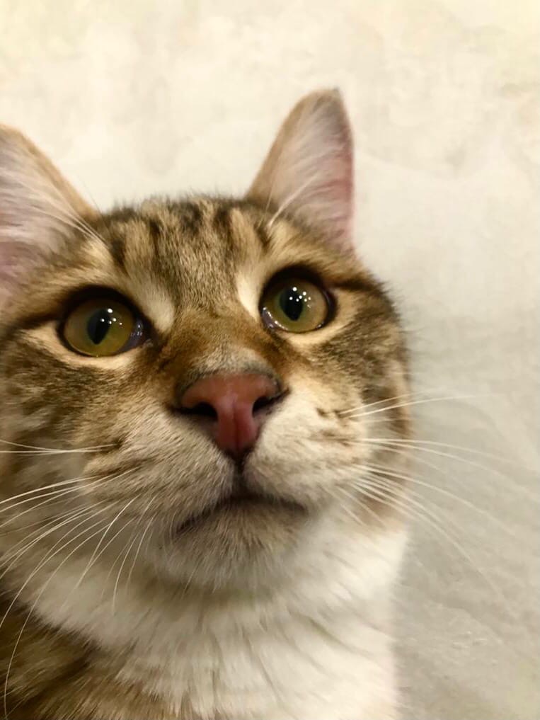 Олимпа - Имена для девочек - Клички для котов и кошек