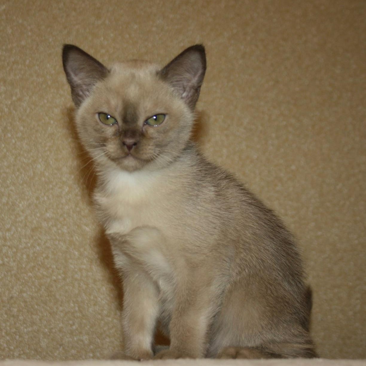 Алания - Имена для девочек - Клички для котов и кошек