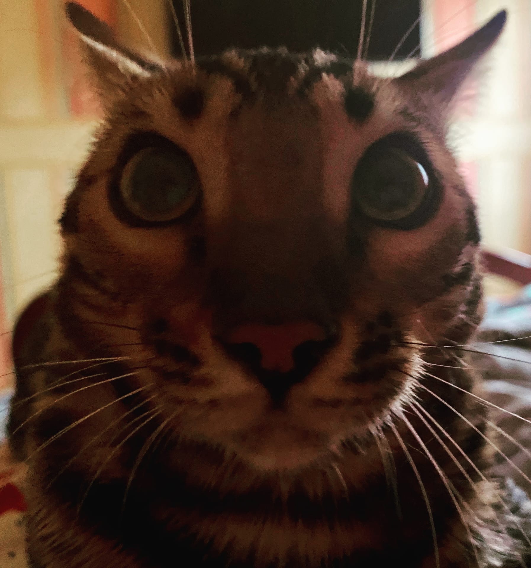 Дарик - Имена для мальчиков - Клички для котов и кошек