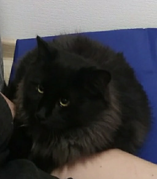 Тумаш - Имена для мальчиков - Клички для котов и кошек