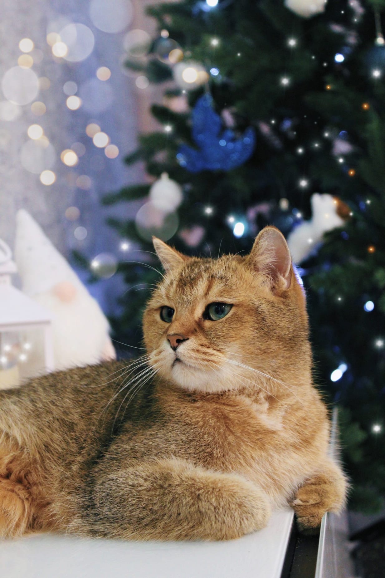 Бурбоша - Имена для мальчиков - Клички для котов и кошек