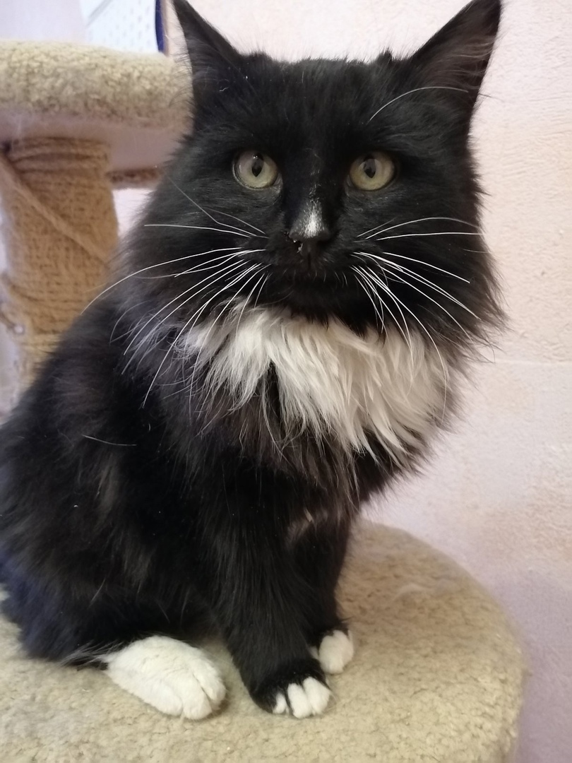 Гаврик - Имена для мальчиков - Клички для котов и кошек