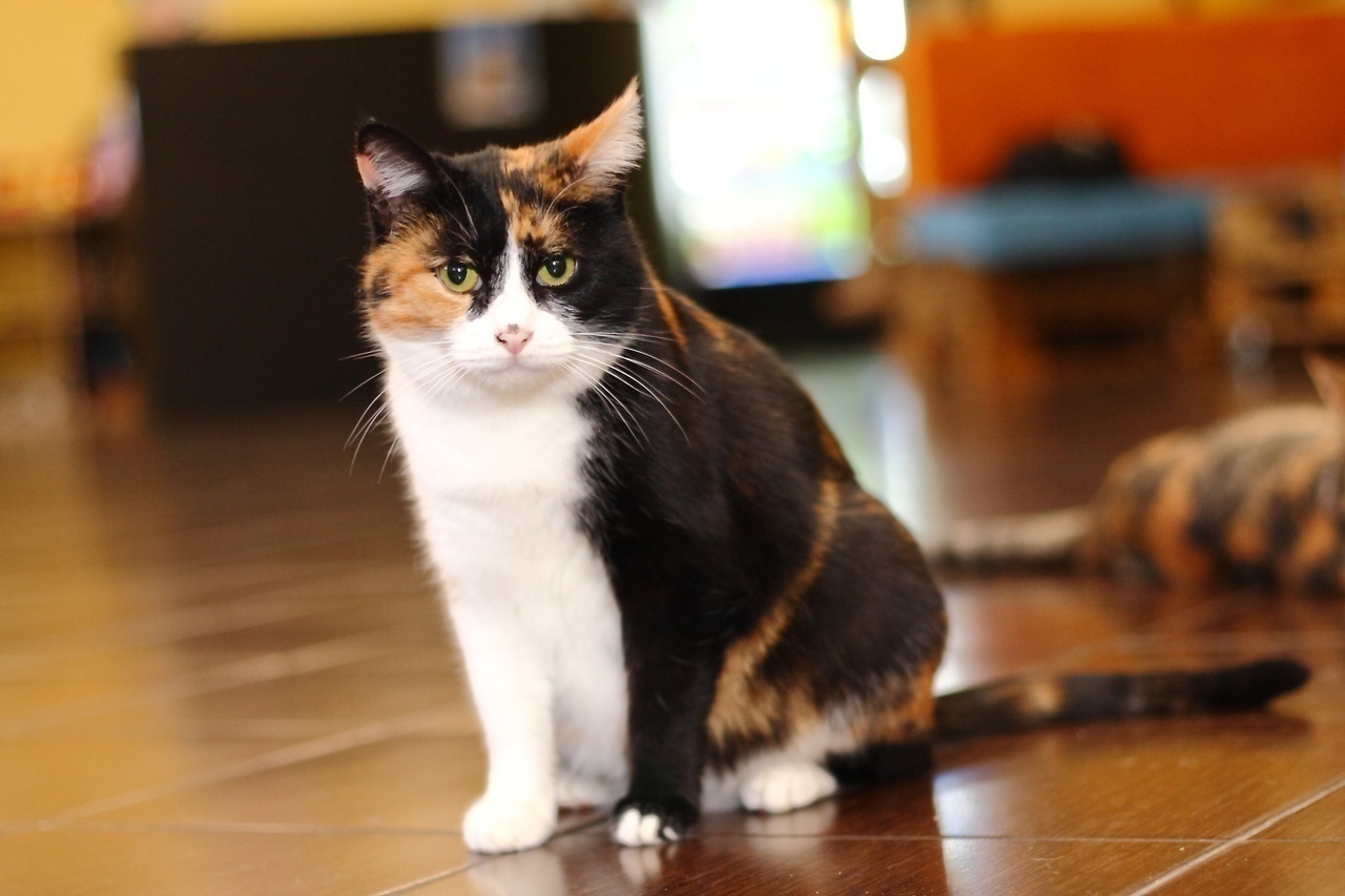 Тяпа - Имена для девочек - Клички для котов и кошек