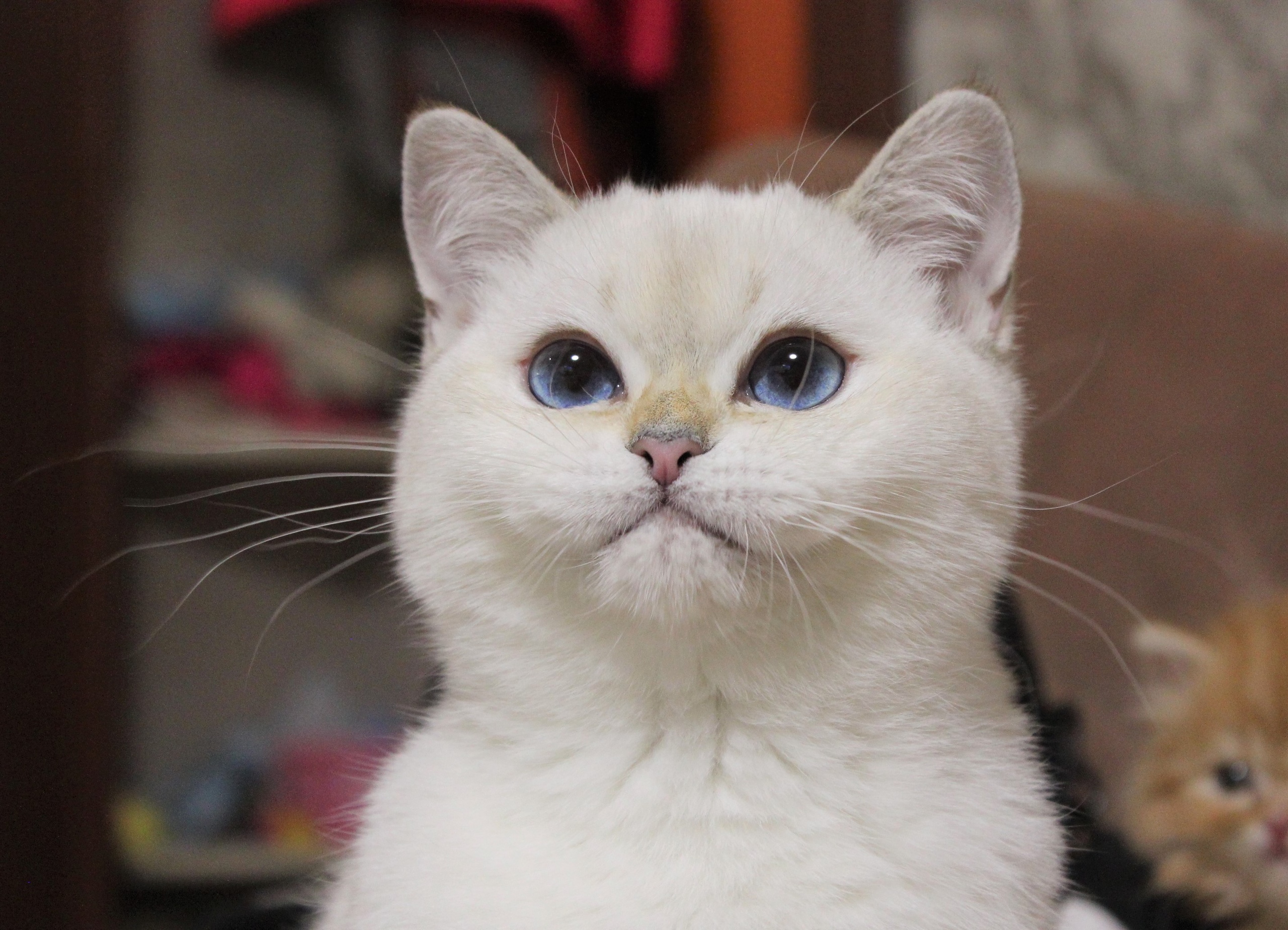 Стиф - Имена для мальчиков - Клички для котов и кошек