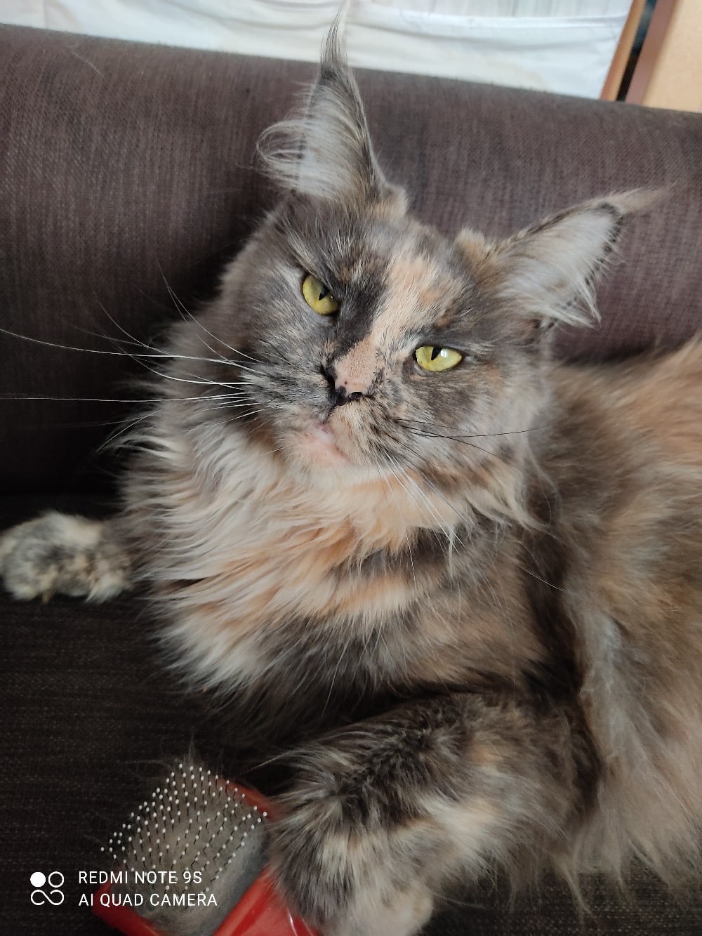 Олли - Имена для девочек - Клички для котов и кошек