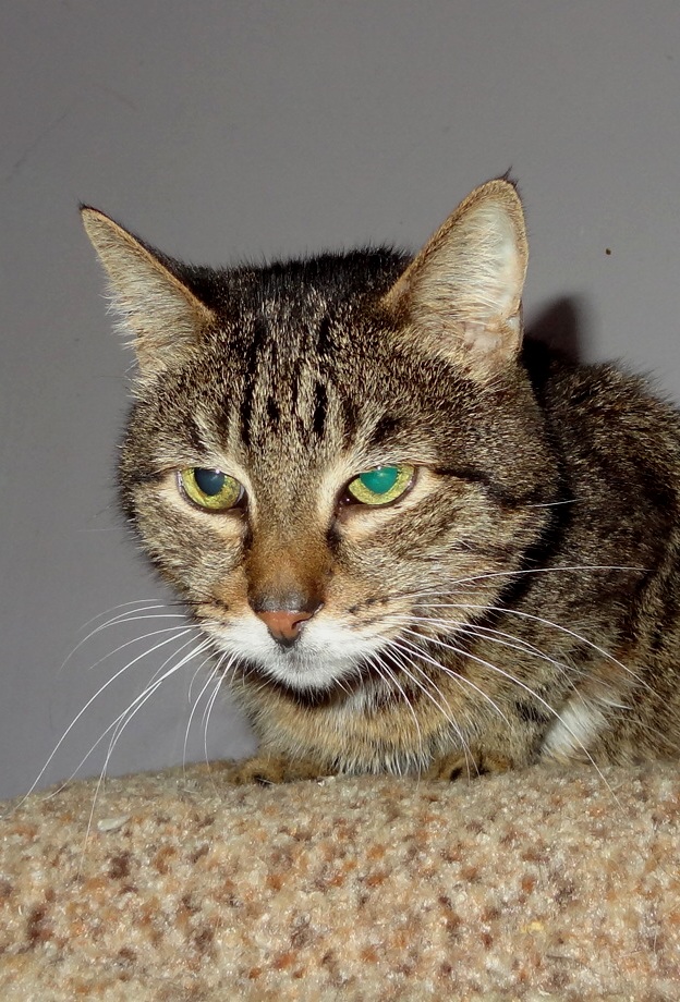 Серый - Имена для мальчиков - Клички для котов и кошек