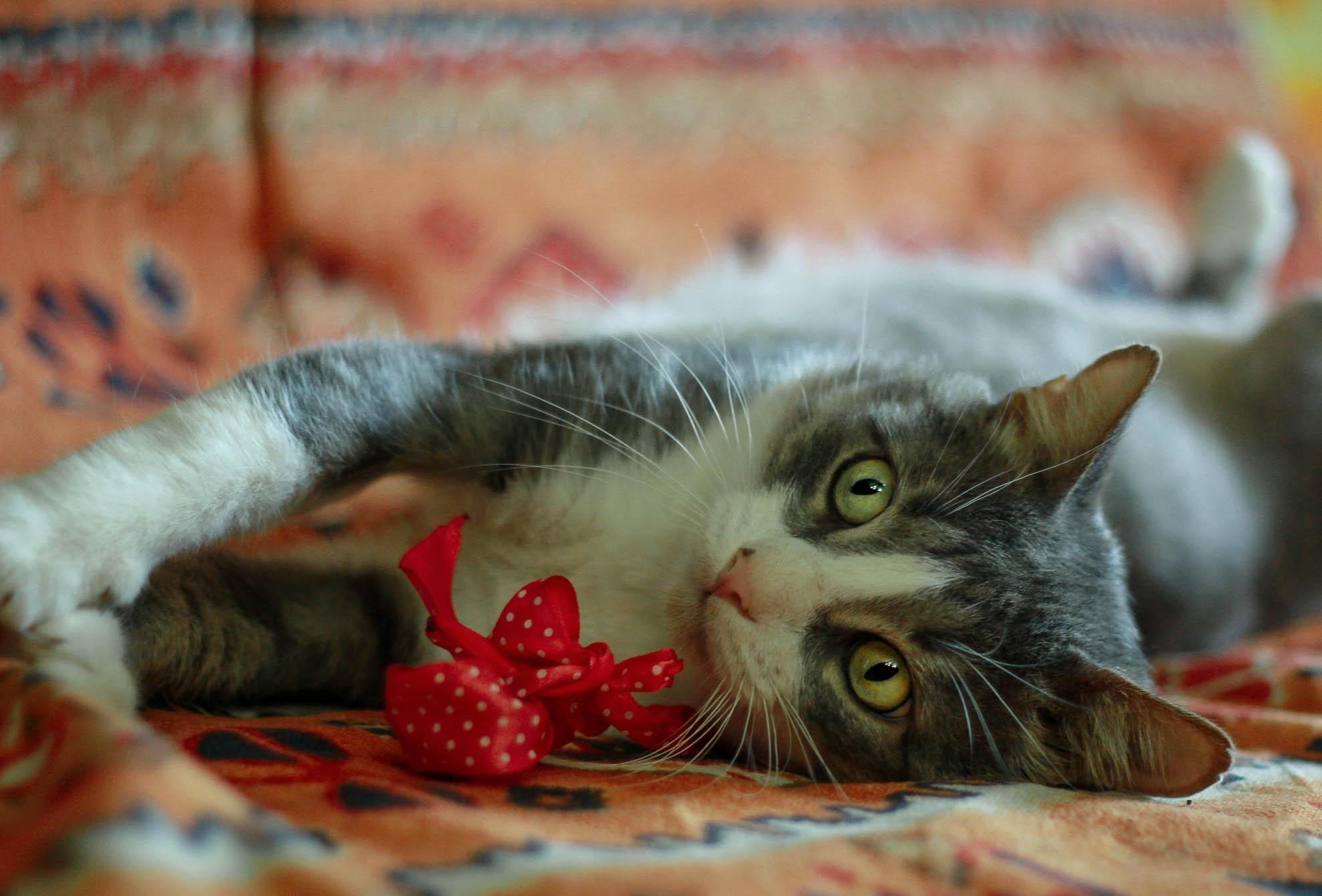 Марс - Имена для мальчиков - Клички для котов и кошек