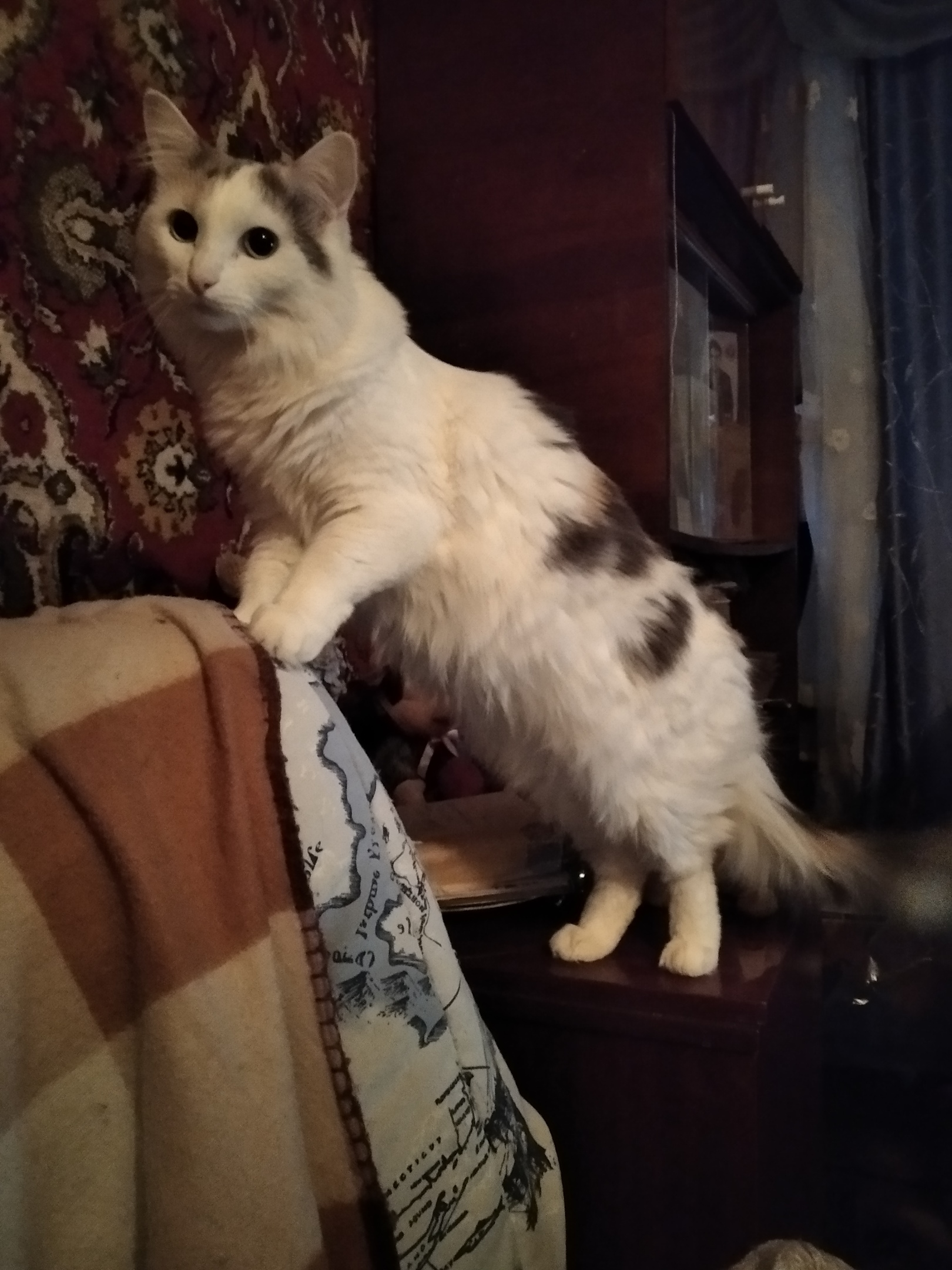 Гороша - Имена для девочек - Клички для котов и кошек