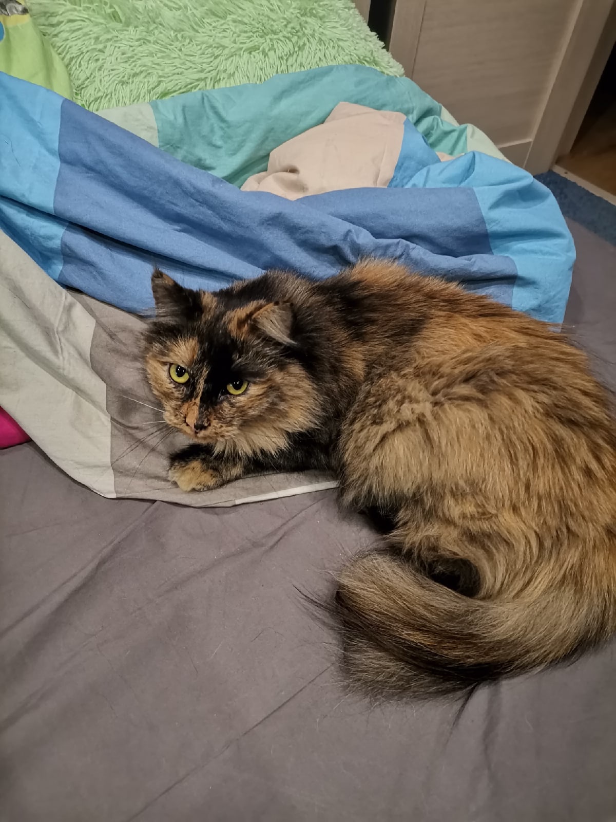 Яшма - Имена для девочек - Клички для котов и кошек