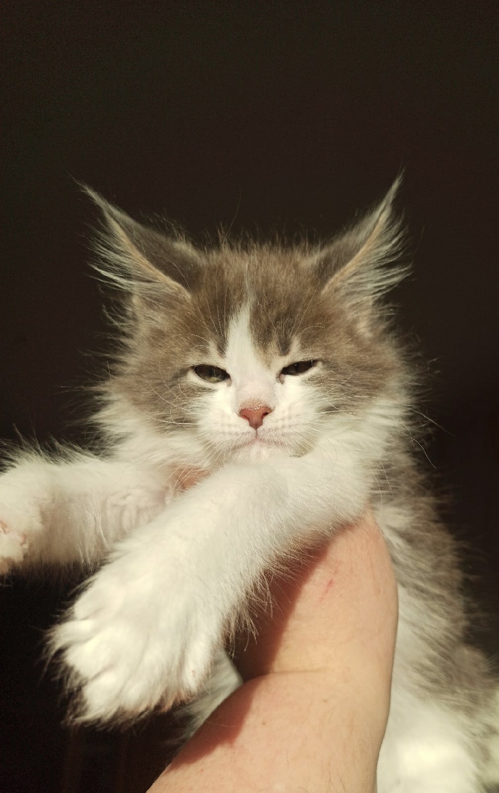 Кардамон - Имена для мальчиков - Клички для котов и кошек