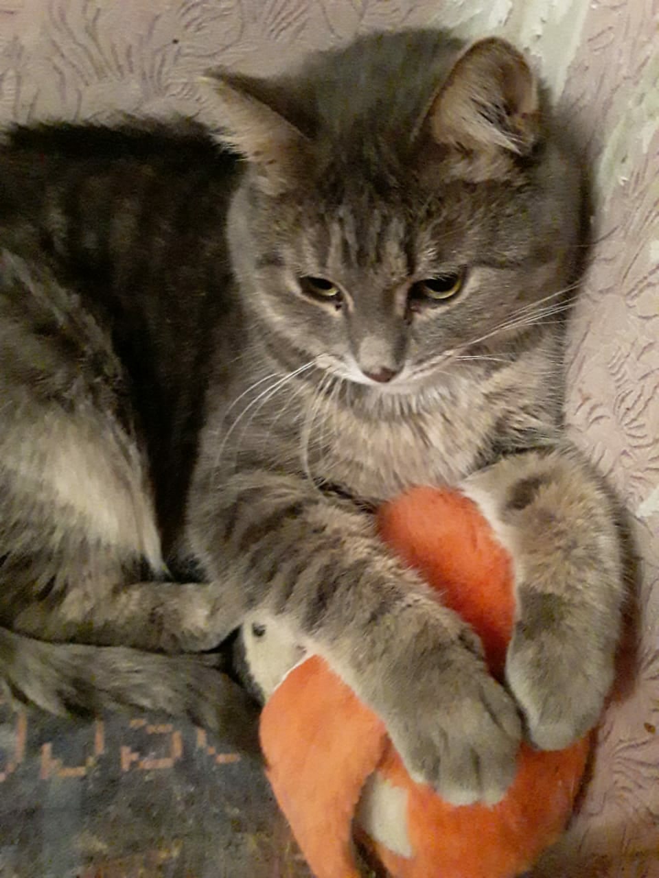 Моника - Имена для девочек - Клички для котов и кошек