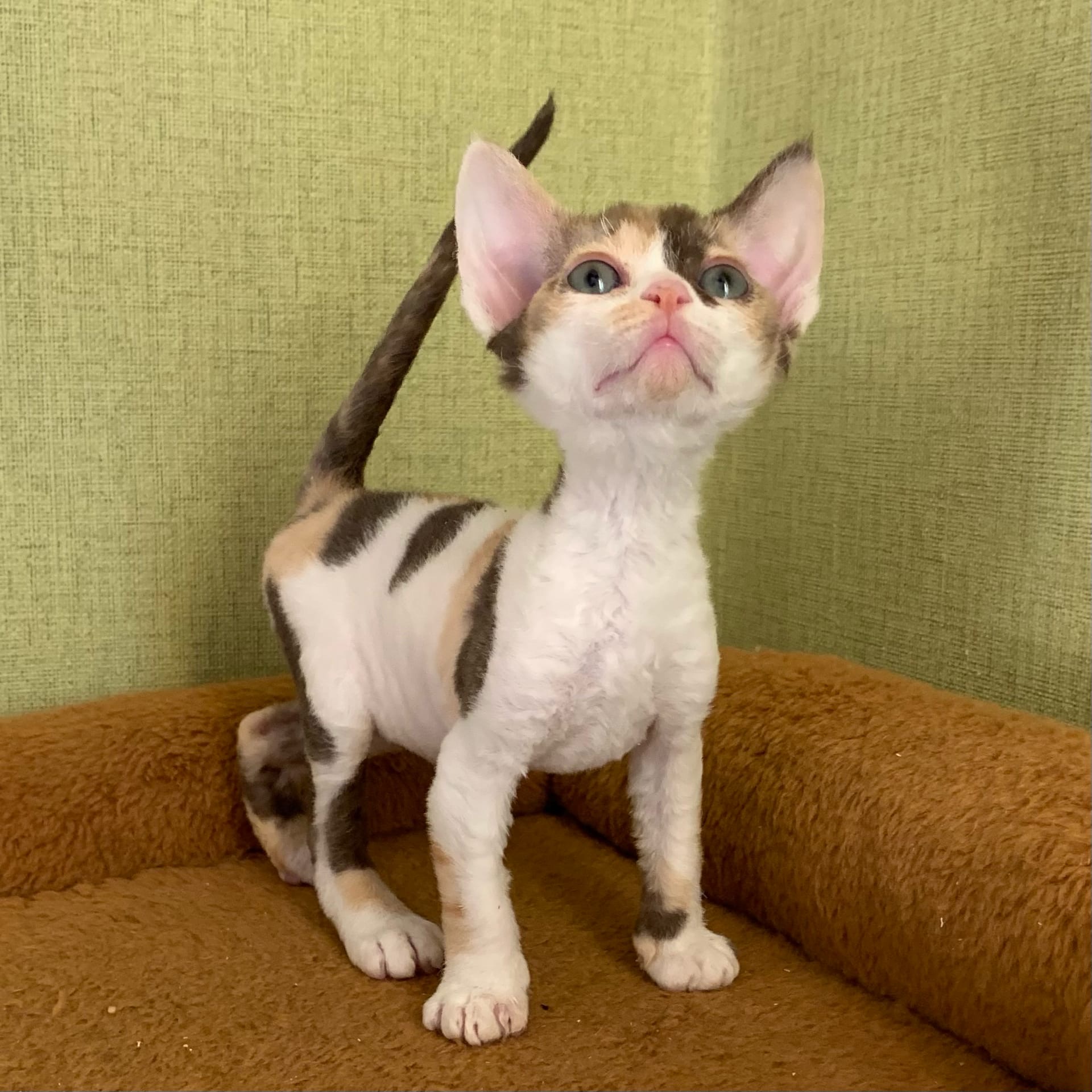 Малика - Имена для девочек - Клички для котов и кошек