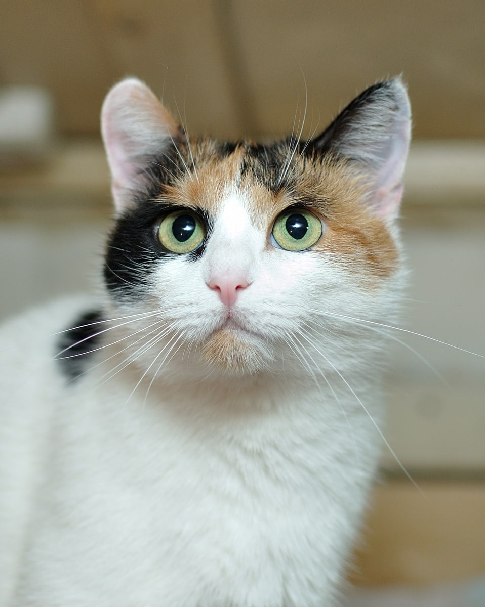 Шарлотта - Имена для девочек - Клички для котов и кошек