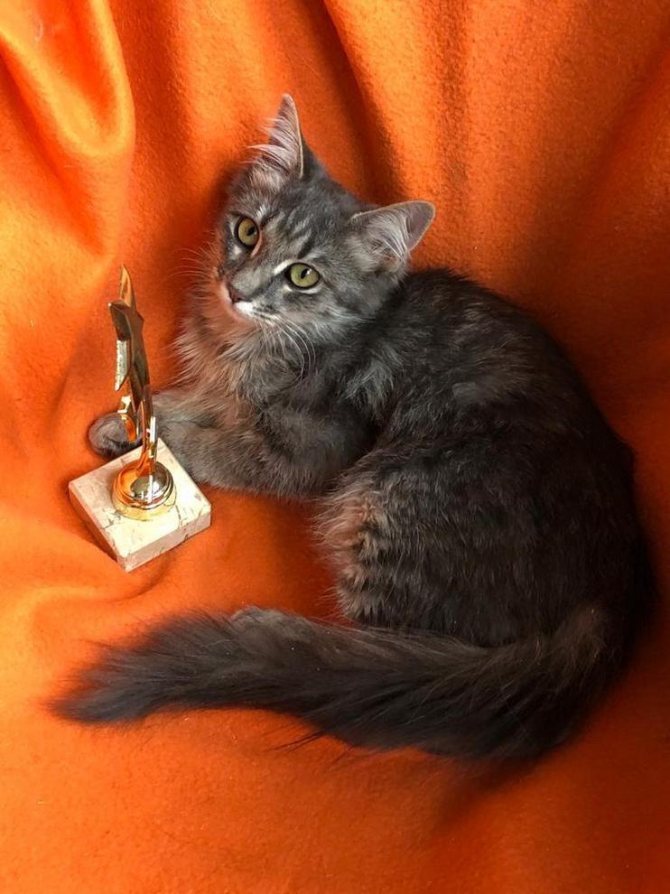 Мэй - Имена для девочек - Клички для котов и кошек