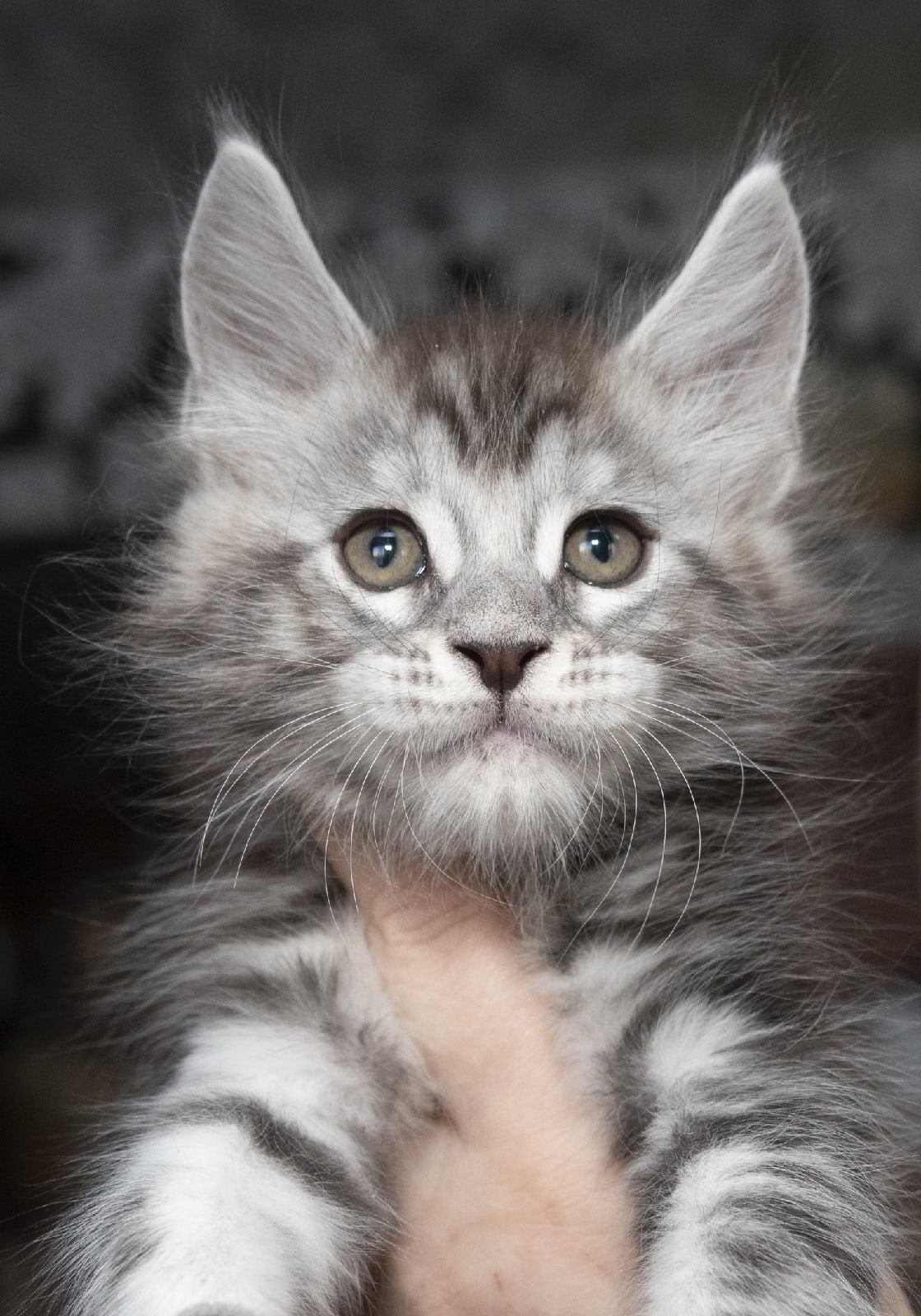 Назар - Имена для мальчиков - Клички для котов и кошек