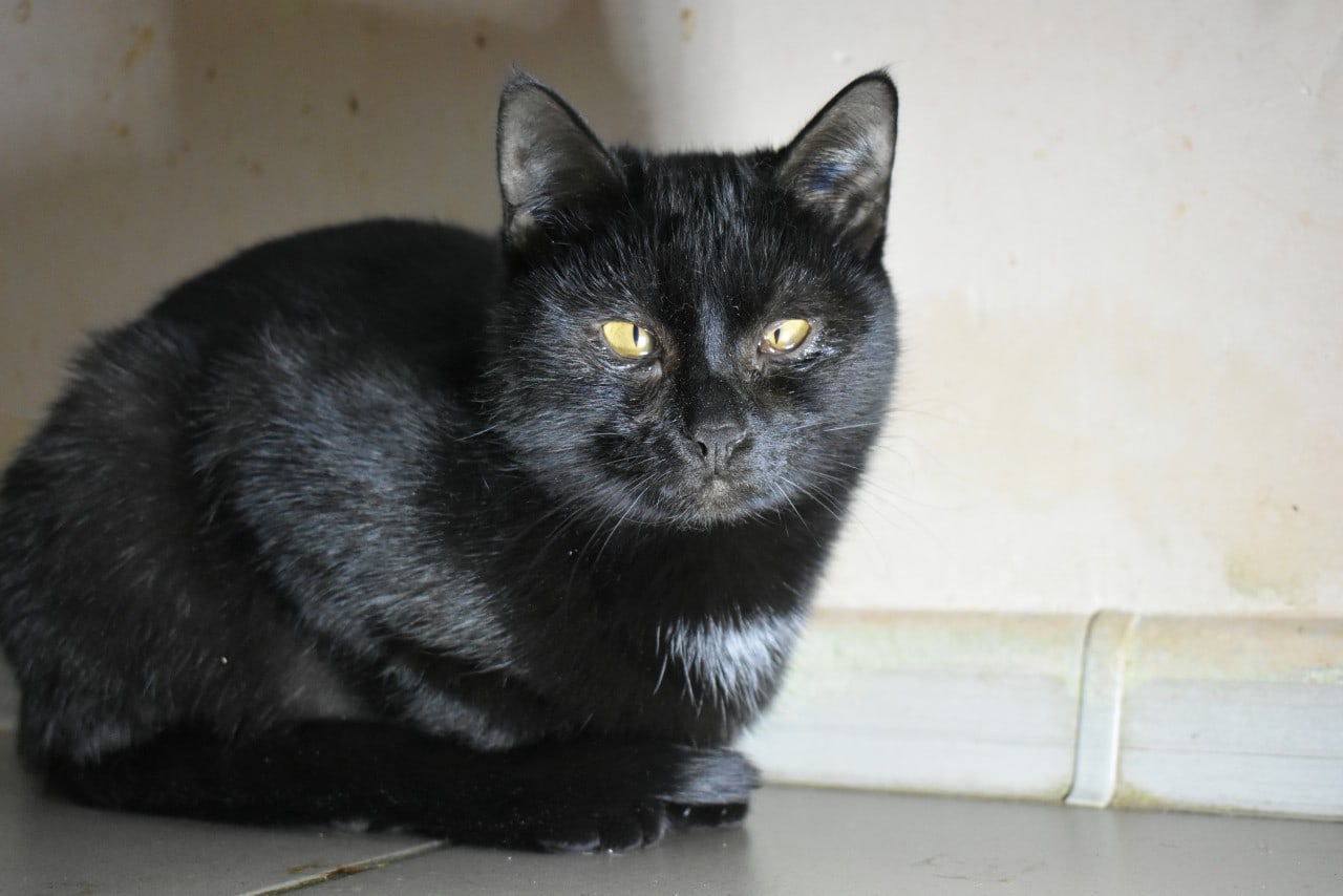 Табитта - Имена для девочек - Клички для котов и кошек