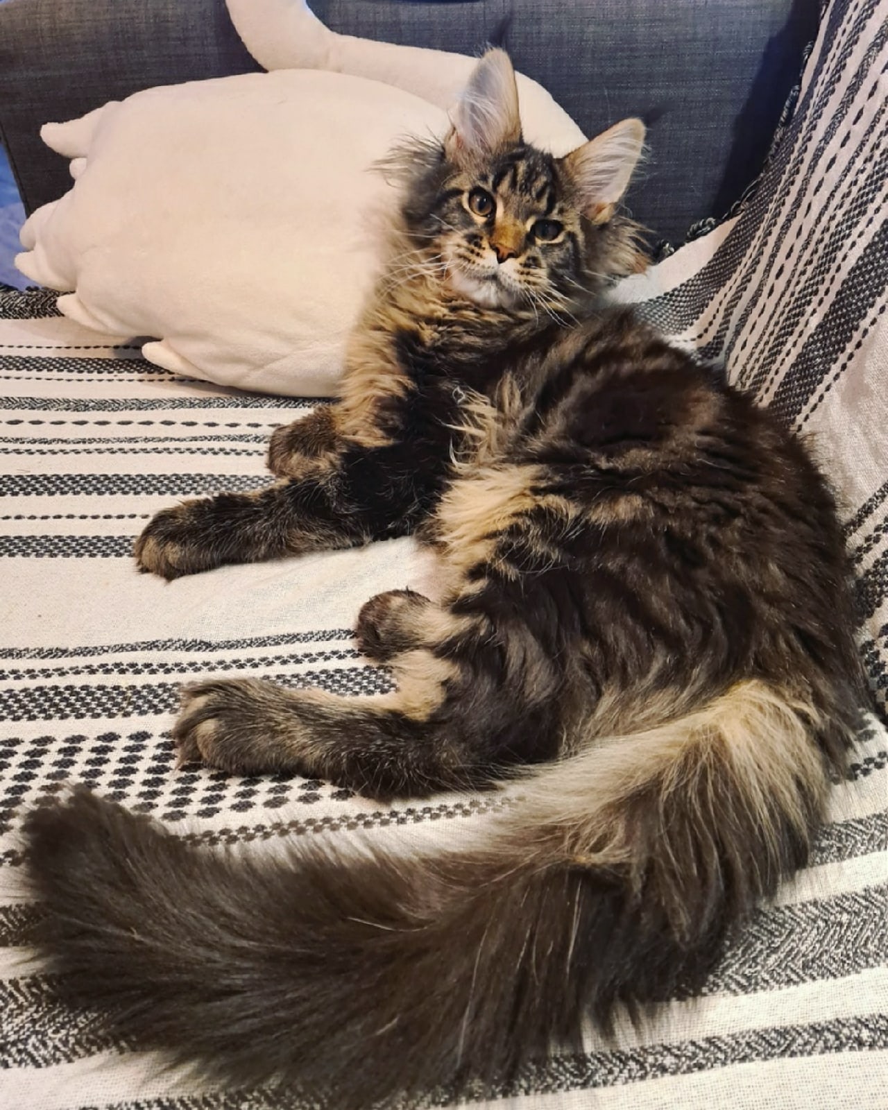 Микки - Имена для мальчиков - Клички для котов и кошек