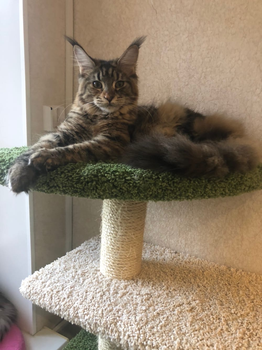 Хеннеси - Имена для девочек - Клички для котов и кошек